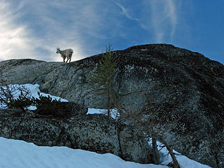 Mountain Goat at Inspiration Lake