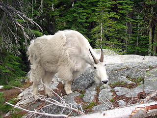 Mountain Goat at camp