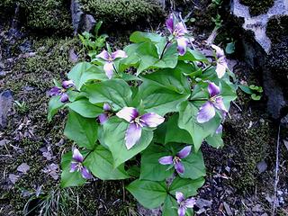 Cluster of Purple Trillium with white tips