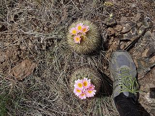 Foot for comparison. There are several varieties of hedgehog cactus. These are called Simpson's hedgehog. Flower color can vary.