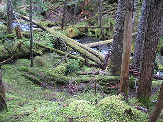 off trail near the Big Quilcene river