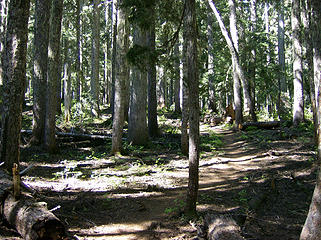 Woodsy trail