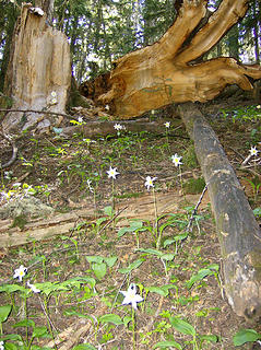 Avalanche lilies