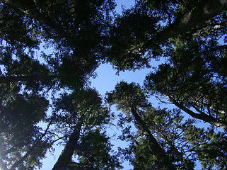 Trees above