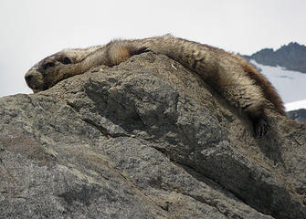 Marmot hangover Part 1