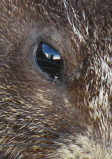 Me and Rainier in a marmot's eye