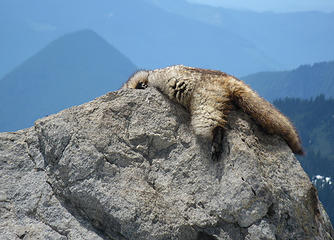 Marmot hangover Part 2