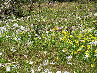 Avalanche and Glacier Lilies.