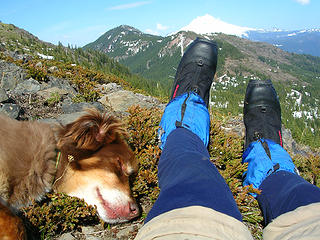 tired dog on Coffin Mountain Oregon on spring cross country ski tour.  Near Marion Forks, Oregon