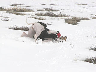 Making whippet snow angels