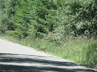 Coyote on the way down Mowich Road