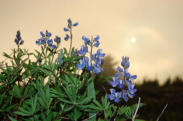 Lupine in evening clouds.