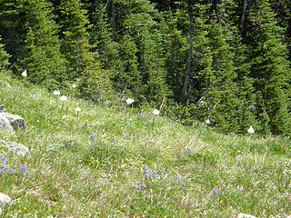 Beargrass on eastern edge of Rainier.