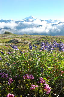 Flowers and Glacier Peak