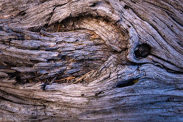 Cottonwood Detail (1 of 1)