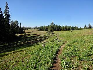 One of many meadow on the ridge top.
