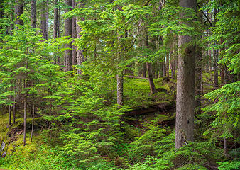 Rainier National Park Forest Serenity