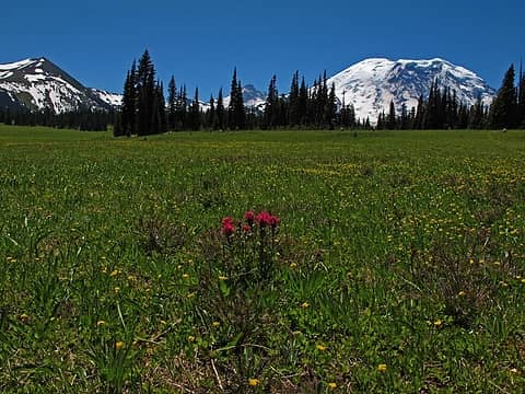 Little group of Paintbrush, with Fremont, Tahoma and Rainier. 
Lk Eleanor trail to Grand Park MRNP 7/17/10