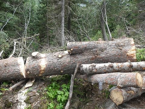 17. ~2000 lb log about midway across trail trench