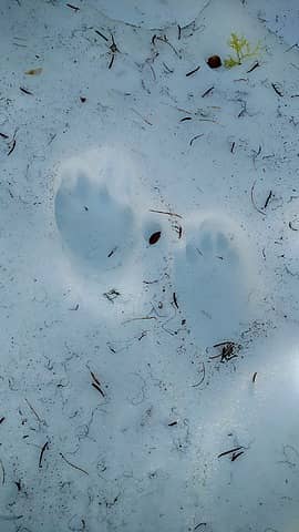 Otter prints near 5,500' above Icicle River drainage
