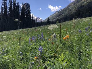 This meadow is amazing