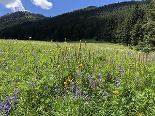 A meadow worth a visit