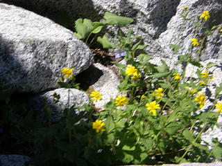 At least some flowers on approach trail to Aasgard pass.
