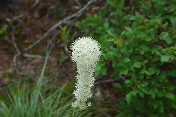 Bear Grass, One Small Example of Many Beautiful Flowers