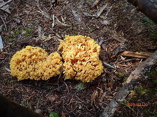 I believe this is Yellow Coral mushrooms