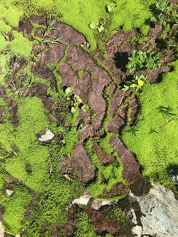 Crazy beautiful moss formations