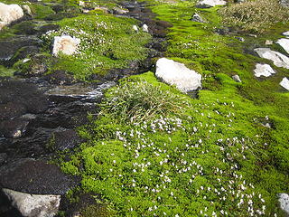 water, moss and flowers