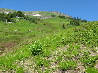 meadowed slopes towards the summit