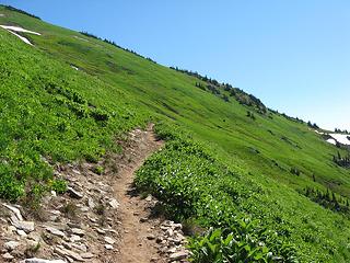 steep meadows of White Mtn