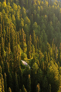 Abies pindrow (west Himalayan fir) and pine forest