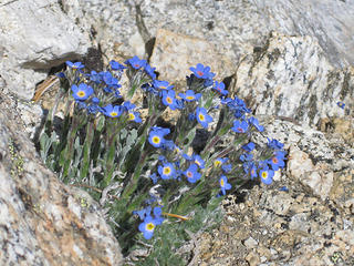 Cool Blue Alpine Flowers..only ones I saw on trip