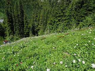 Wildflowers on the trail descending from Summerland