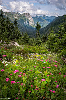 Alpental Valley Flower View (1 of 1)