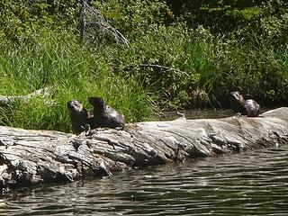 I believe there was a mom and three babies. They were more curious than shy as we watched them fish with the utmost of ease.