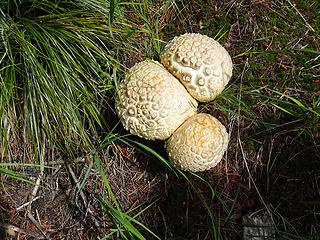 There were many giant mushrooms along the trail.