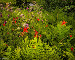 fern and flower chaos and order (1 of 1)