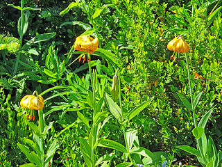 Lilies on Mt. Definance Trail
