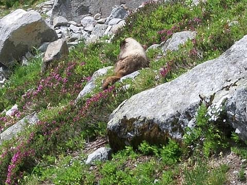 The Marmot