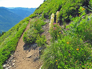 Mt. Defiance Trail and Flowers