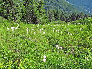 Bear Grass on Mt. Defiance Trail