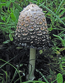 Shaggy ink cap in the morning