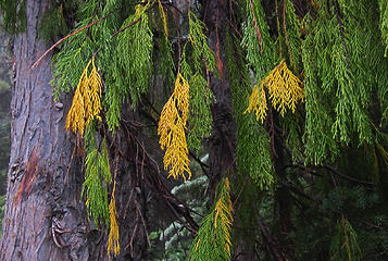 alaska yellow cedar