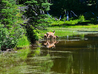 Deer family splashing