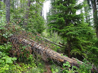 A bad section with about 20 trees down.