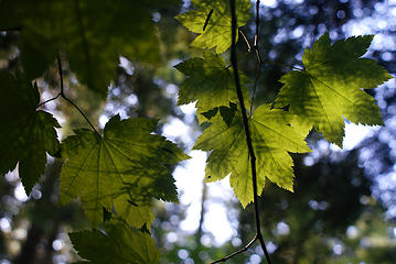fir needle shadows on vine maple leaves