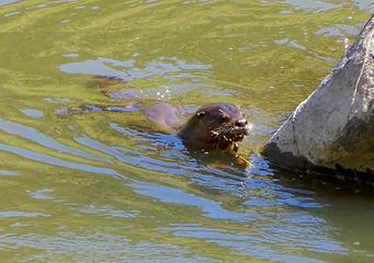 River otters feeding on crayfish in Crooked River